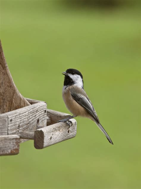 Michigan Winter Birds: 20 Common Winter Birds in Michigan