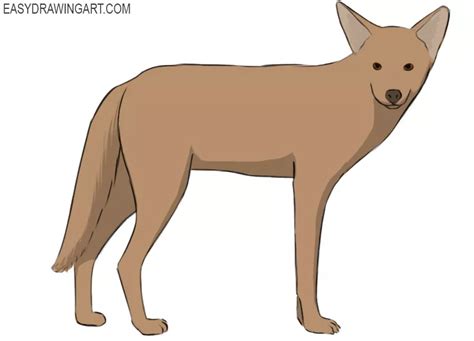 How To Draw A Coyote Easy Drawing Art