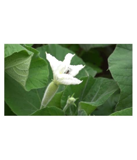 Vegetable Seeds Rare F1 Hybrid Lauki Lau Clabash Bottle Gourd Seeds 10 Seeds Pack Buy