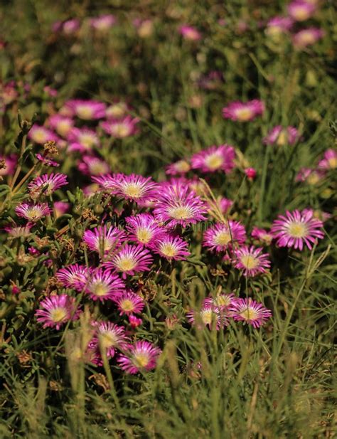 Delosperma Sp Plantas Ind Genas Africanas Flores Cor De Rosa Foto