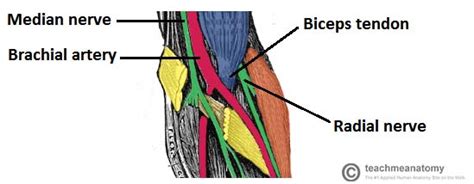 The Cubital Fossa Borders Contents Teachmeanatomy