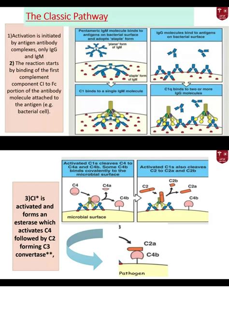 SOLUTION Complements Pathways And Mechanisms Of Action And Cytokines