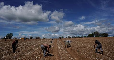 Los Espárragos Del Campo Español Sin Nadie Que Los Recoja Con El