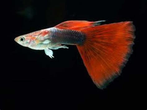 Different Types Of Guppy Fish Guppies With Pictures Fish Guppy