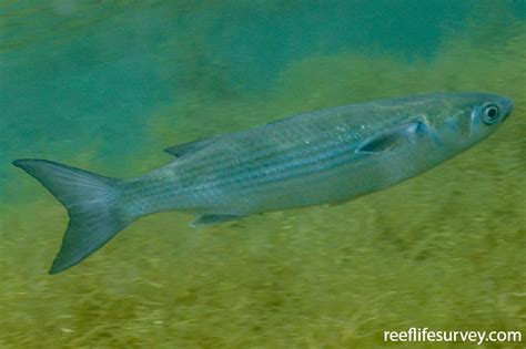 Mugil cephalus - Sea Mullet | ReefLifeSurvey.com