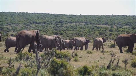 African Forest Elephant: The Gentle Giant of the Jungle | The Infox