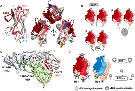 Structural Features Of Nbs And Potential Assembly Strategies A