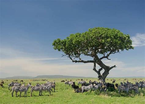 great migration qas audley travel uk