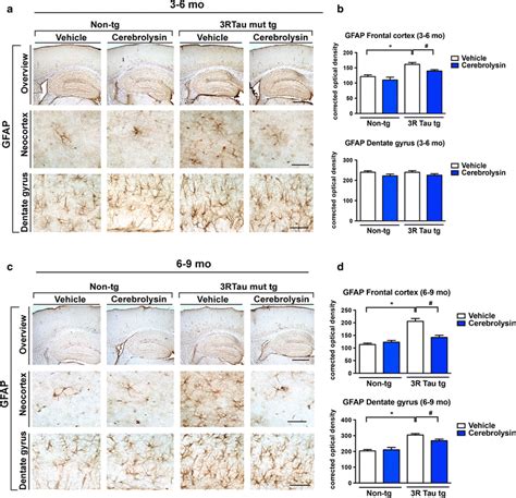 Analysis Of Astrogliosis In 3R Tau Transgenic Mice Treated With CBL A