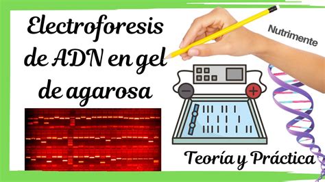 ELECTROFORESIS de ADN en GEL de AGAROSA TEÓRICO y PRÁCTICO YouTube