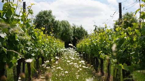 The art of balance: Why Belgian wine is booming