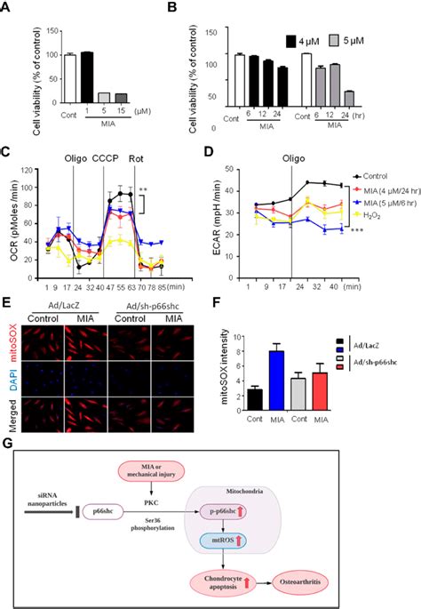 Mia Caused Mitochondrial Dysfunction And Ros Production And Inhibition