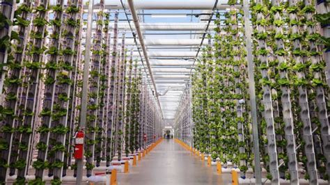 An Image Of Vertical Farming Operation