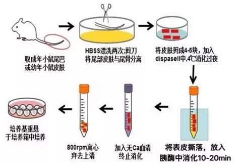 原代细胞不好养，东西都选对了吗？