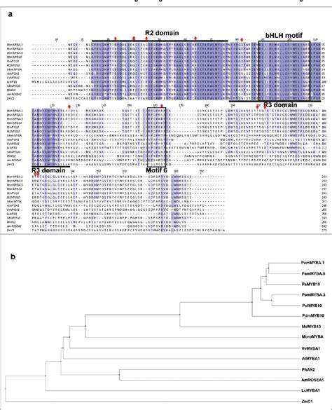 Figure 1 From Novel R2r3 Myb Transcription Factors From Prunus