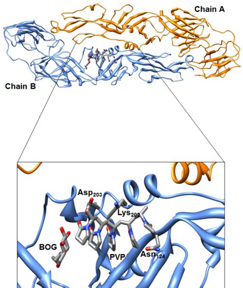 Protein Protein And Protein Ligand Docking Intechopen