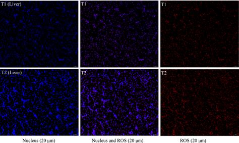 Figure 2 From TMT Quantitative Proteomics Analysis Reveals The Effects