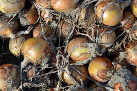 Harvested Onions These Are Now Drying Here Before Being Picked Up From