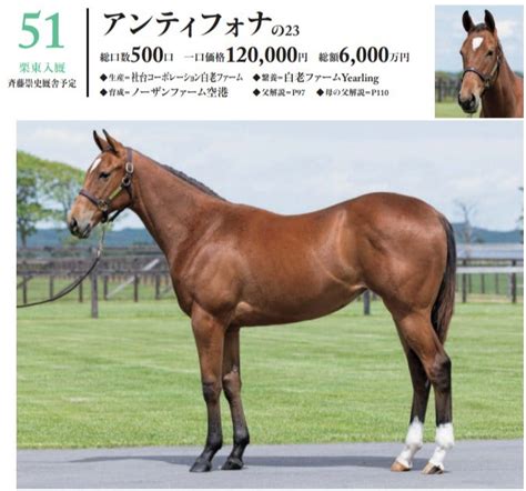 【51 60】シルク2024年度募集馬全頭評価⑥ バッタの一口馬主データ分析室