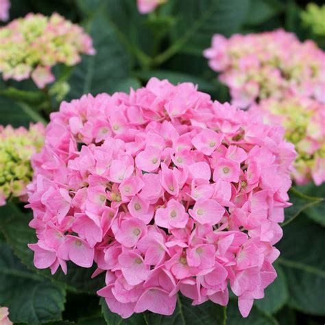 Let S Dance Blue Jangles Hydrangea Spring Meadow Wholesale Liners