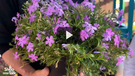 New Phlox Spring Splash Series From Darwin Perennials Video