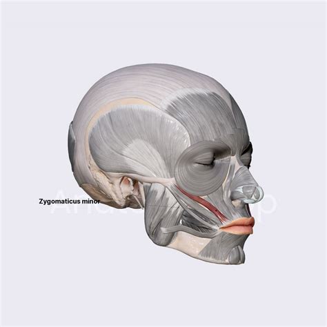 Zygomaticus minor | Facial muscles | Head and Neck | Anatomy.app ...