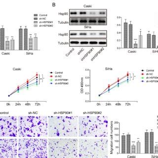 Hsp90 Knockdown Inhibited HPV16 Cervical Cancer Cell Proliferation