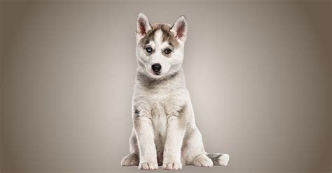 Melhor ração para filhote de Husky Siberiano em 2025 Melhor Ração