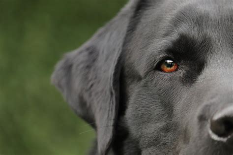 Sonhar Cachorro Veja Significados E Como Interpretar Experimente