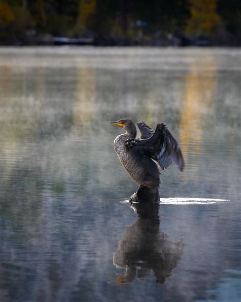 2022 Contest Winners: Birds – Sierra Club Photo Section (SCPS)