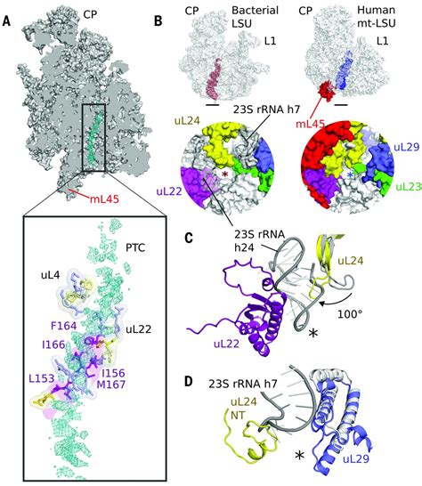 Structure Of The Large Ribosomal Subunit From Human Mitochondria Science