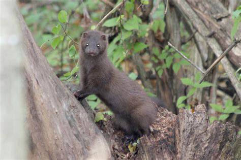 Digital Photography Wild Mink