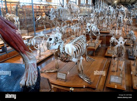 France Paris Museum National D Histoire Naturelle Paleontological