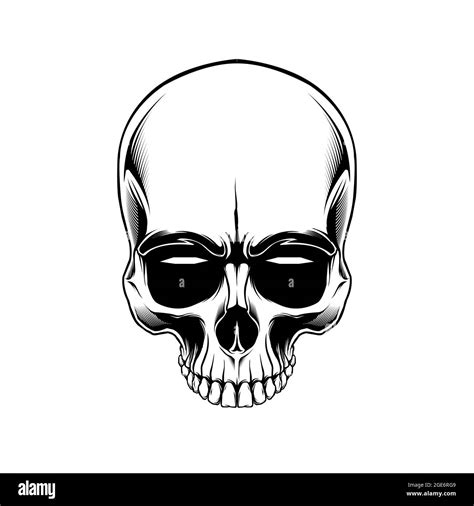 clip art anatomy skull in beground white Stock Vector Image & Art - Alamy