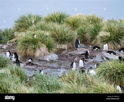 Antarctic hair grass hi-res stock photography and images - Alamy