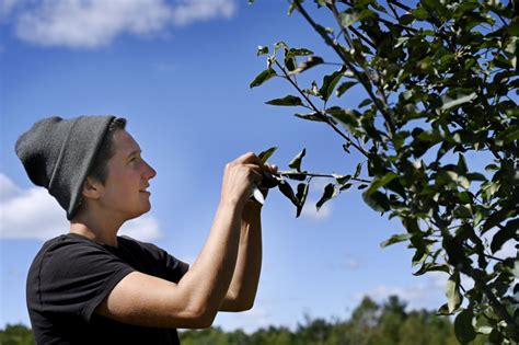 Dna Testing Sheds Light On The Vast Mysterious World Of Heirloom Apples