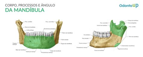 Anatomia Da Mandíbula Com Tabela Resumida Do Osso Odonto Up