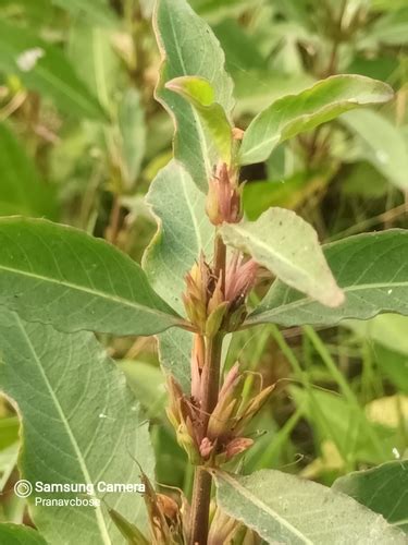 Hygrophila Erecta INaturalist Canada