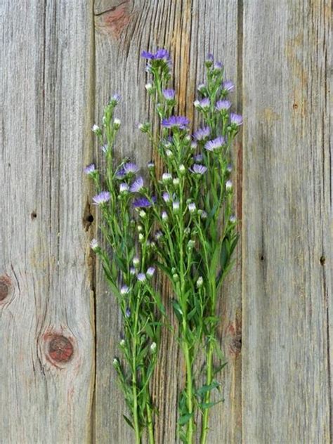 Wholesale Carnival 5 Stem Bunch Purple Aster Delivered Online Flowerfarm