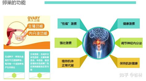 70、80后已逐渐进入更年期了，卵巢抗衰，快行动起来哦 知乎