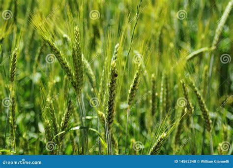 Green grain stock photo. Image of green, ecologic, pasta - 14562340