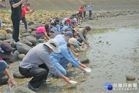 竹市香山濕地首度放流 800隻人工孵育幼鱟游向濕地 Beanfun