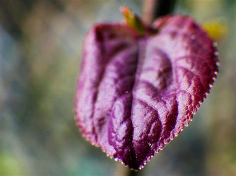 Katsura Tree Care Information About Growing Katsura Trees