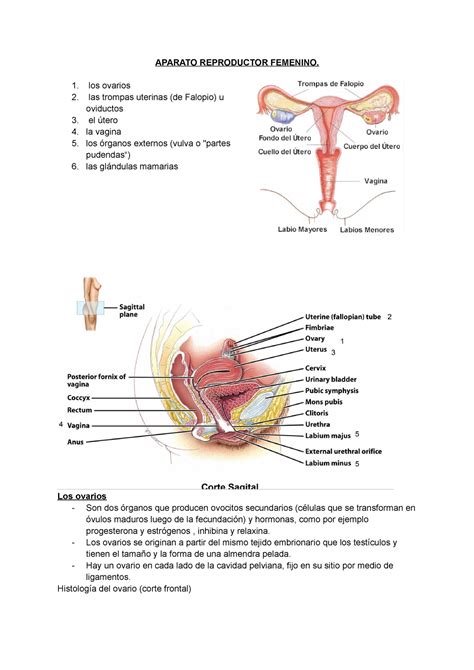 Aparato Reproductor Femenino Aparato Reproductor Femenino Los Ovarios Las Trompas Uterinas