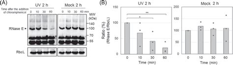 In Vitro Rnase E Cleavage Assay A Summary Of The Cleavage Of The Rne