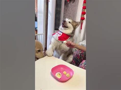 scheming boyshorts alaskanmalamute dog youtube