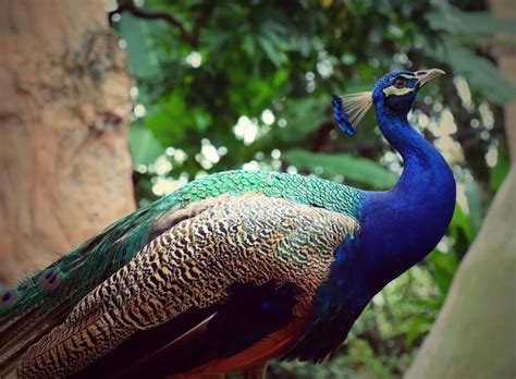 Peafowl Is A Common Name For Genera Pavo And Afropavo Stock Photo