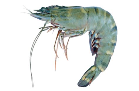 Black Tiger Shrimp Rayna Shrimp Trade International