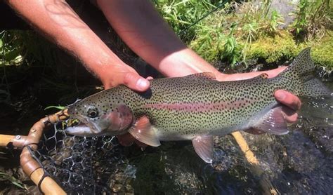 Metolius River Fish Reports And Map