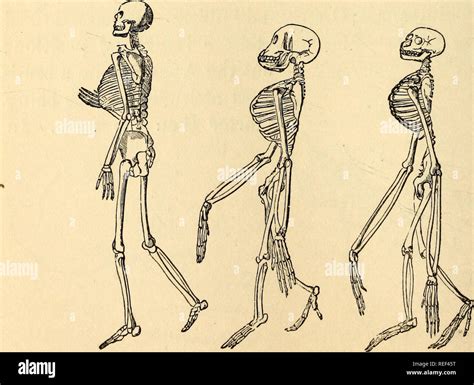 Chimpanzee Anatomy